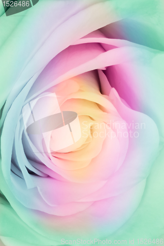 Image of multicolor rose