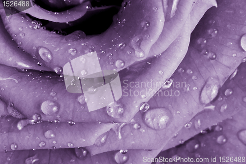 Image of violet rose