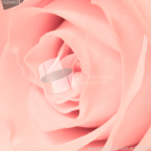 Image of pink rose close up