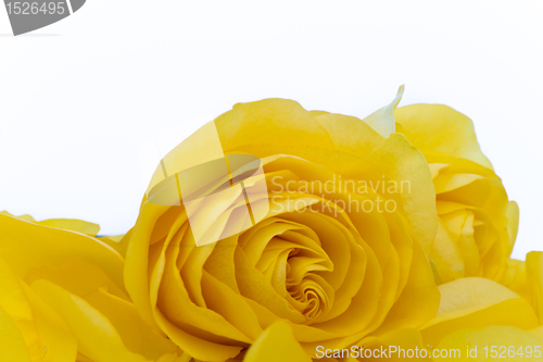 Image of yellow rose macro