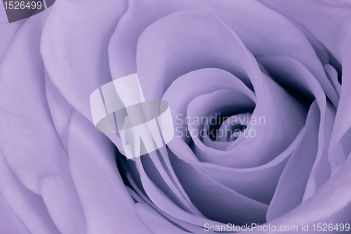 Image of violet rose close up