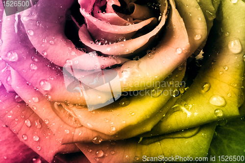 Image of multicolor rose