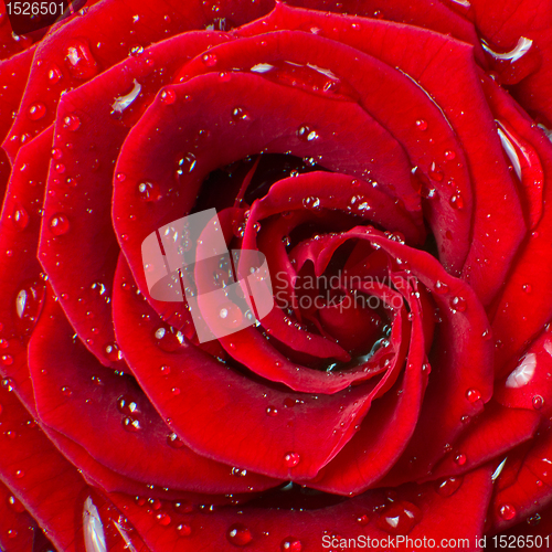 Image of red rose