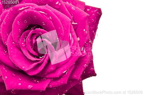 Image of pink rose