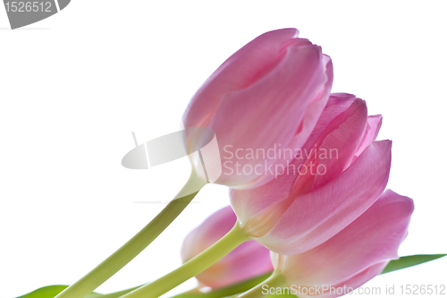 Image of pink tulips