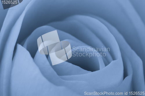 Image of blue rose macro