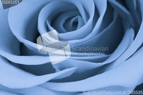 Image of blue rose close up