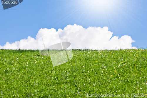 Image of green field