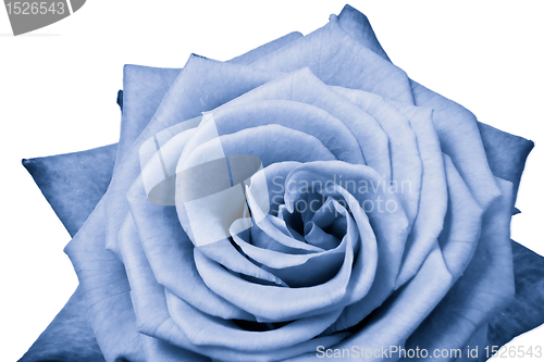 Image of blue rose