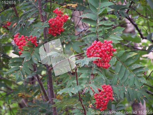 Image of Rowanberry