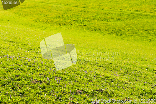 Image of green field