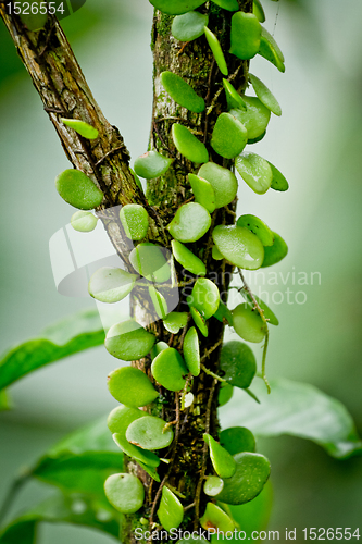 Image of small plant parasiting on a tree in rainforest