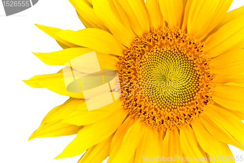Image of sunflower
