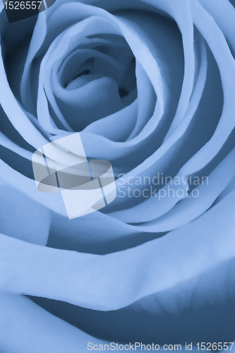 Image of blue rose close up