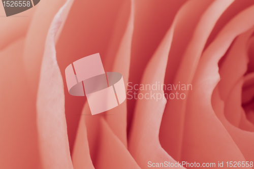 Image of pink rose macro