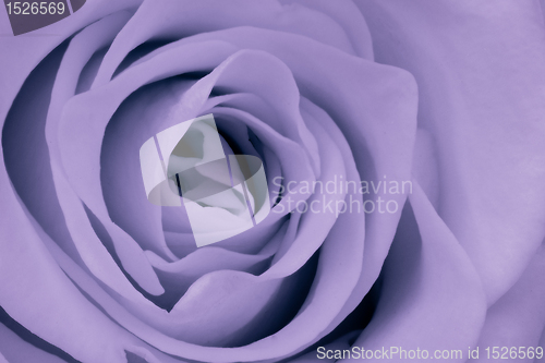Image of violet rose close up