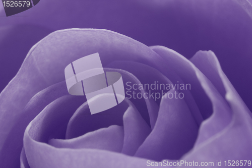 Image of violet rose macro