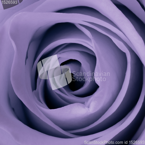 Image of violet rose close up