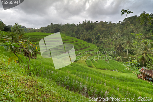 Image of rice fields in Bali, Indonesia