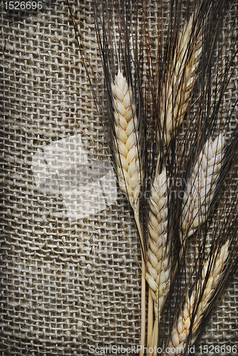 Image of Wheat ears