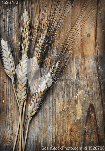 Image of Wheat ears