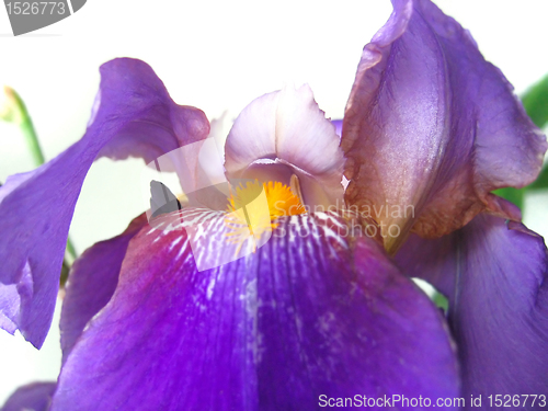 Image of beautiful iris flower