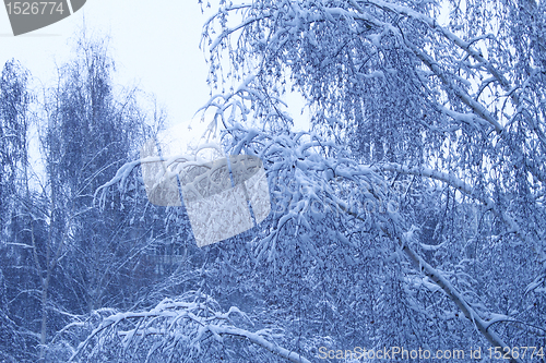 Image of winter trees