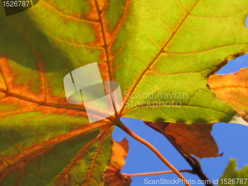 Image of autumn leaf of maple tree close up