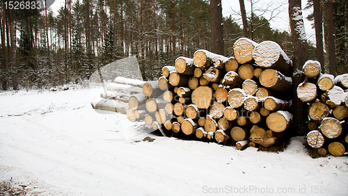 Image of cut down trees