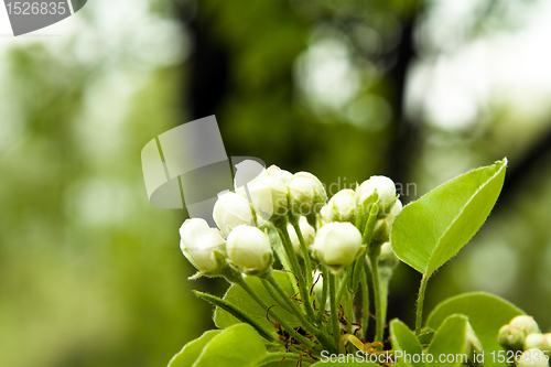 Image of Apple-tree flowering
