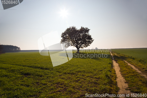 Image of Oak (autumn, a sunset)