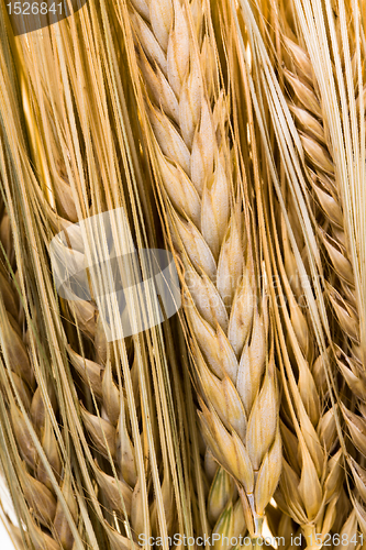 Image of Ears of wheat