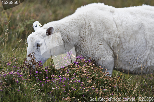 Image of sheep eating