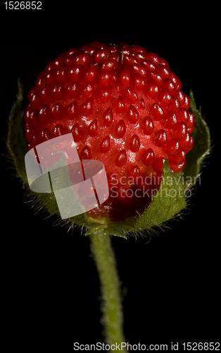 Image of red fruit on back background
