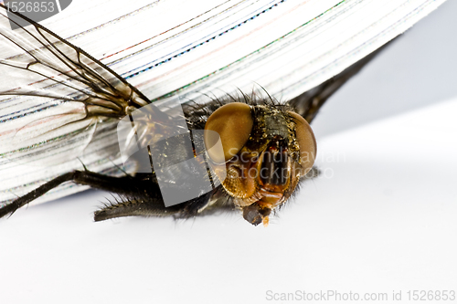 Image of squash fly under magazine in extreme close up