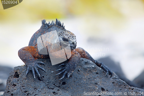 Image of Galapagos marine Iguana