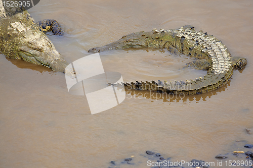 Image of Crocodile at the riverbank