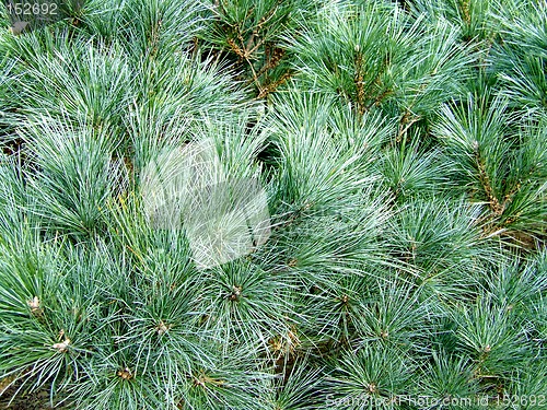 Image of Pine texture