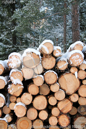 Image of Stack of Pine Logs in Winter Snow