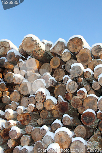 Image of Snow covered old softwood logs agaist blue sky