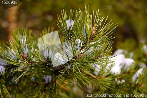 Image of Pine tree needles