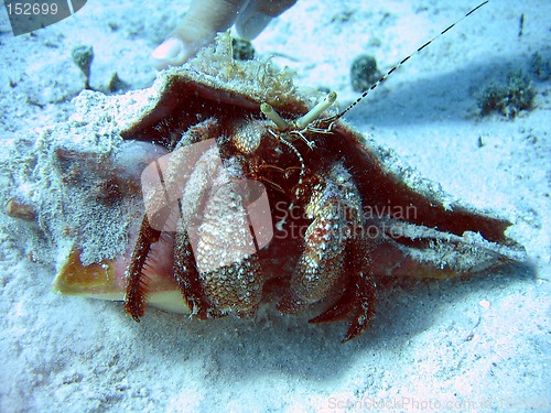Image of Hermit crab 2