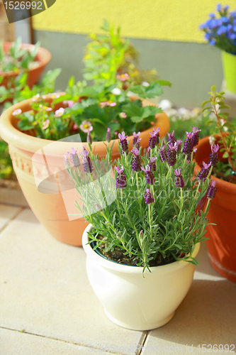 Image of Small roof garten