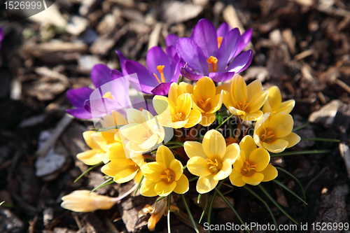 Image of Purple and yellow crocus