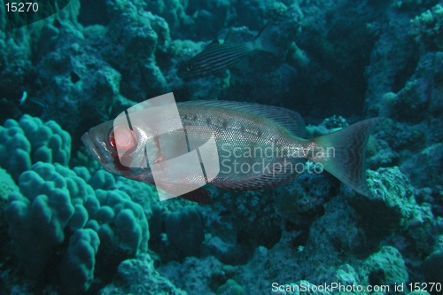 Image of Bigeye 1