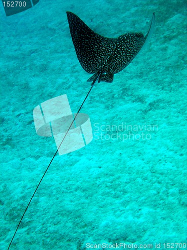 Image of Eagly ray