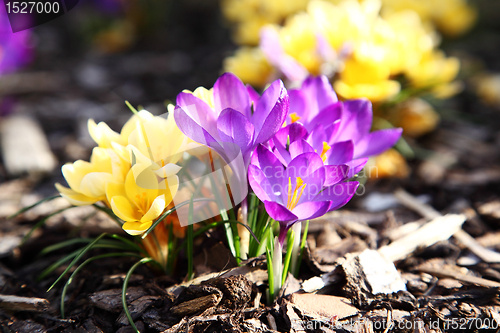 Image of Purple and yellow crocus