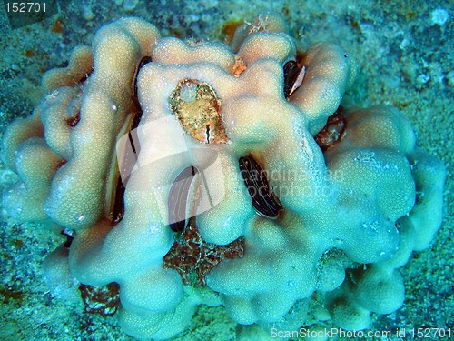 Image of Coral head