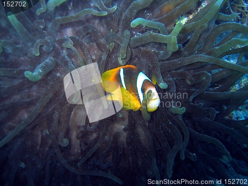 Image of Yet another clownfish
