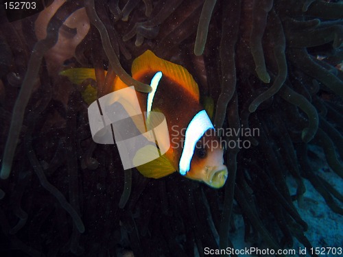 Image of Kissing clownfish